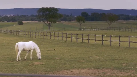 Beautiful, lonely white horse eats grass at the farm with wooden fence Video stock 79220067