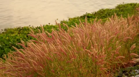 Beautiful long grass moving in the wind 库存影片 10723020