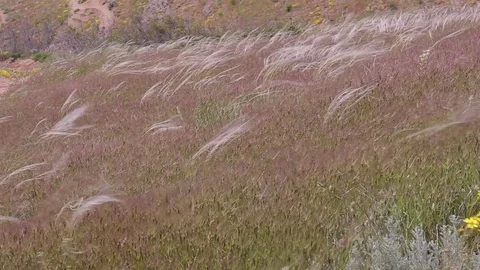 Beautiful long grass moving in wind. Looping Stock Footage 76086639