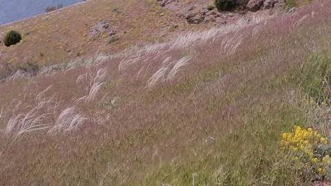 Beautiful long grass moving in wind. Near the sea Stock Footage 76086869