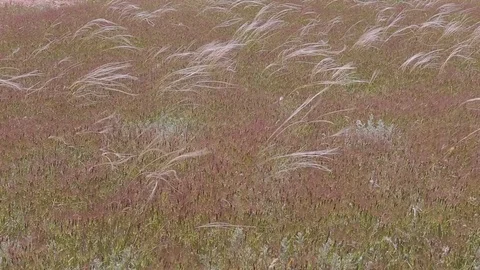 Beautiful long grass moving in wind. Stock Footage 76087383