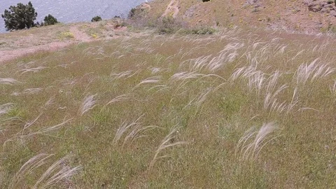 Beautiful long grass moving in wind. Near the sea Stock-Footage 76087703