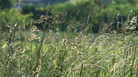 Beautiful long grass moving in wind. Stock Footage 94761286