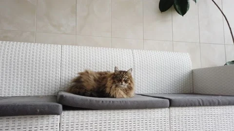 Beautiful long haired cat on a white garden sofa 動画素材 143418495