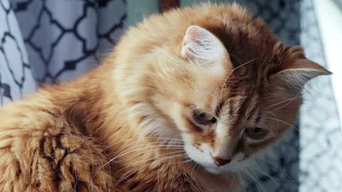 A beautiful long haired orange cat looking around and staring at the camera Video stock 153190657