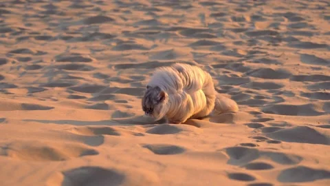 Beautiful long haired persian cat walking outside on the sandy beach at sunset. Stock Footage 152021397