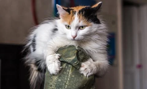 A beautiful long-haired three-colored cat lies on the back of the green chair Stock Photos