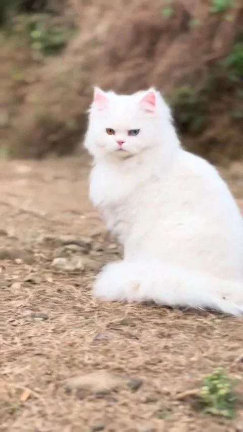 Beautiful Long-Haired White Cat Looking Around in Nature Stock Footage 333717847
