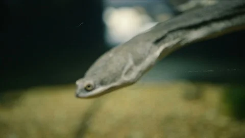 Beautiful Long-Necked Turtle in its Natural Habitat Video stock 89452544