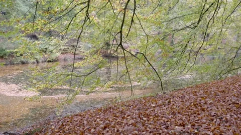 Beautiful long tree branches fall on the water of a lake. Stock Footage 144371717