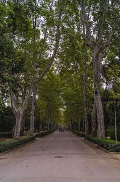 Beautiful long tree line in Parque de Maria Luisa Stock Photos