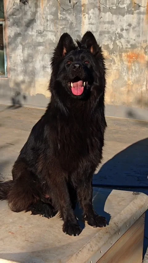A beautiful longhaired black german shepherd dog sitting outdoors Stock Footage 334635650