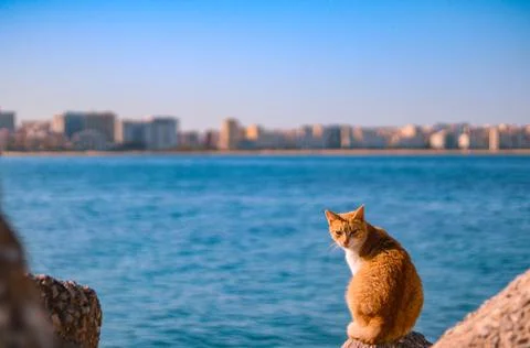 The beautiful look of cat with amazing view of tangier Stock Photos