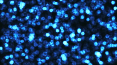Beautiful loop glittering blue bokeh lights animation Stock Footage 192216256