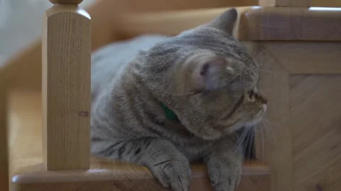 A beautiful lop eared cat sits on the stairs and looks in different directions Stock Footage 136507685