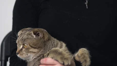 A beautiful lop-eared cat sits amusingly on a man's lap Stock Footage 143472402