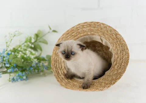 A beautiful lop-eared kitten of color point color is sitting in summer straw  Foto stock