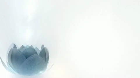 Beautiful Lotus Blossom Video stock 11908224