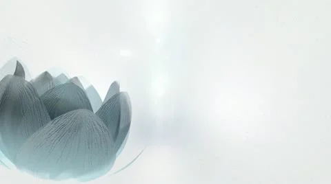 Beautiful Lotus Blossom Video stock 11908681