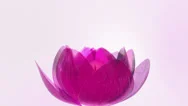 Beautiful Lotus Blossom Stock Footage