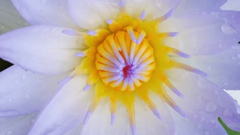 Beautiful lotus close up 動画素材 143593807