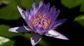 A beautiful lotus flower HD Footage
