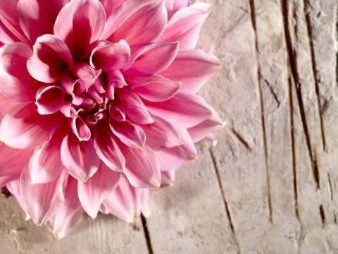 Beautiful lotus flower on the old desk Stock Photos