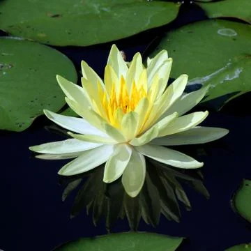 Beautiful lotus flower with reflection Foto stock
