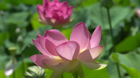 Beautiful Lotus Stock Footage 49645017