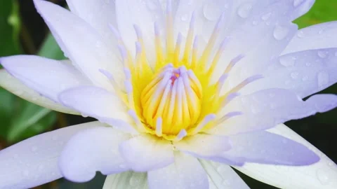 Beautiful lotus 動画素材 143593803