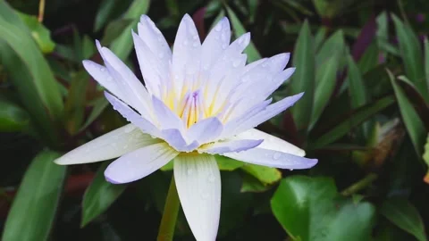 Beautiful lotus 動画素材 143593805