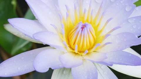 Beautiful lotus 動画素材 143593806