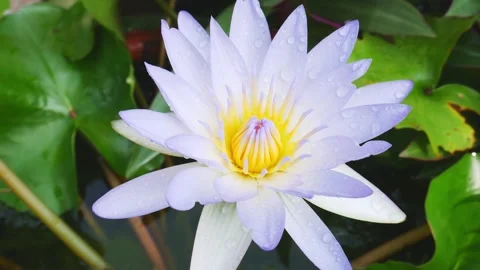Beautiful lotus 動画素材 143593809