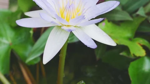Beautiful lotus Stock Footage 143593810