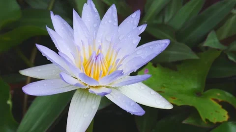 Beautiful lotus 動画素材 143593814