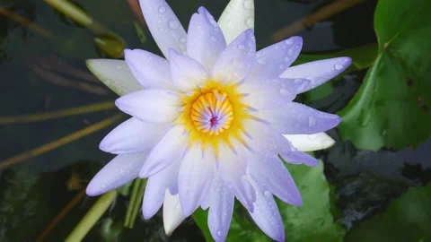 Beautiful lotus 動画素材 143593815