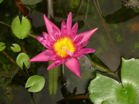 Beautiful Lotus Stock Photos