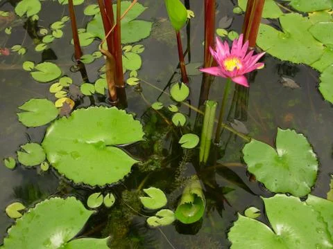 Beautiful Lotus Stock Photos