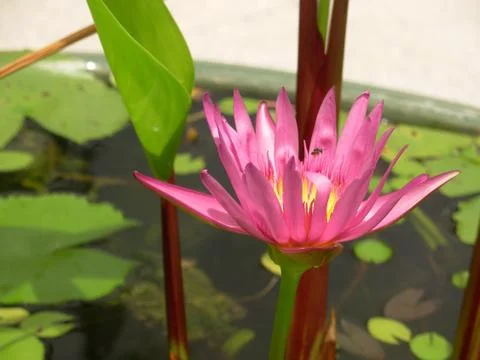 Beautiful Lotus Stock Photos
