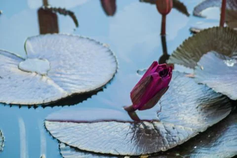 Beautiful Lotus Stock Photos
