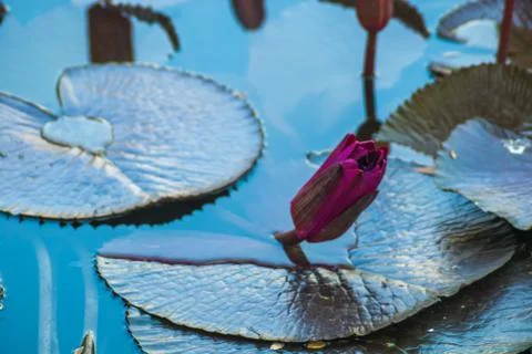 Beautiful Lotus Stock Photos