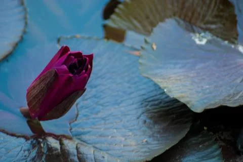 Beautiful Lotus Stock Photos