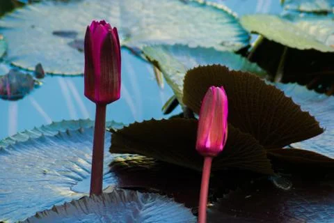 Beautiful Lotus Stock Photos