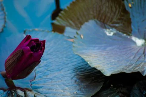 Beautiful Lotus Stock Photos