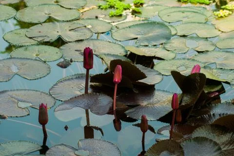 Beautiful Lotus Stock Photos