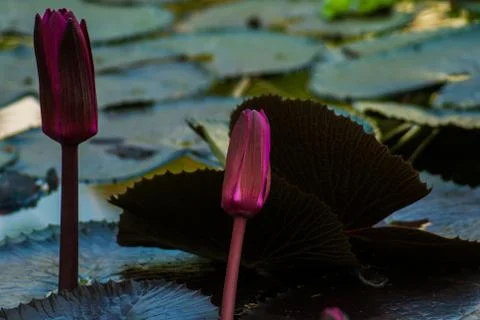 Beautiful Lotus Stock Photos