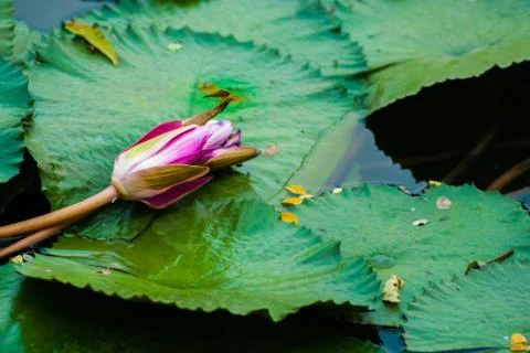 Beautiful Lotus Stock Photos