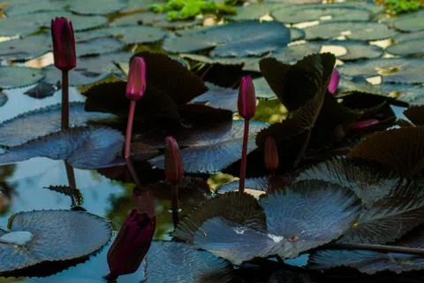 Beautiful Lotus Stock Photos