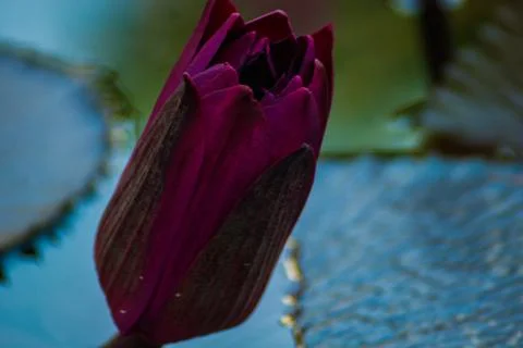 Beautiful Lotus Stock Photos