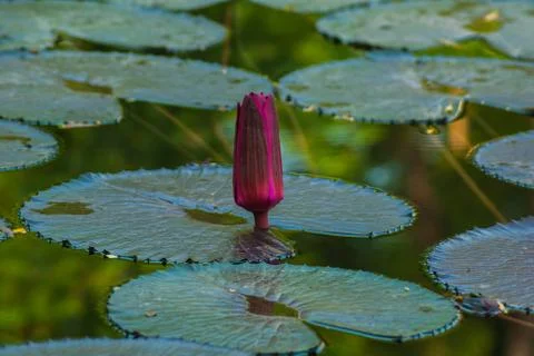 Beautiful Lotus Stock Photos